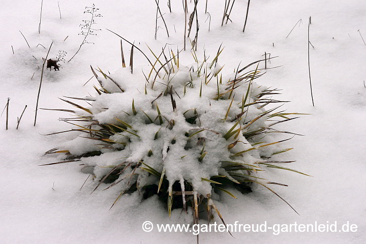 Carex morrowii 'Variegata' – Japan-Segge