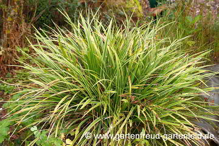 Carex morrowii 'Variegata' – Japan-Segge