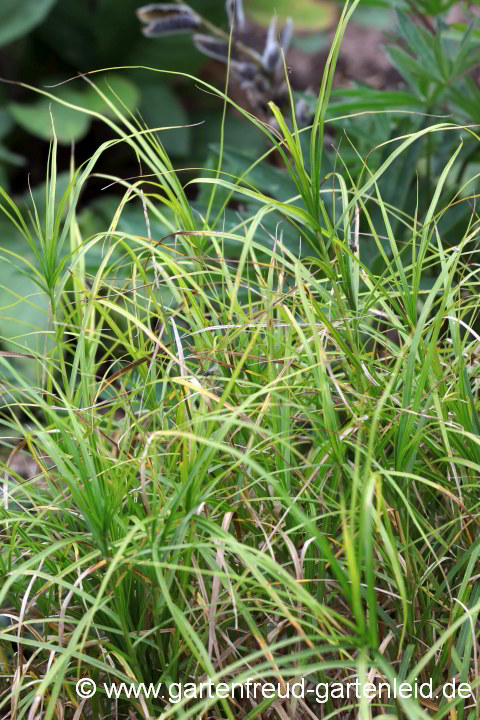 Carex muskingumensis – Palmwedel-Segge, Blattschöpfe