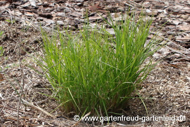 Carex muskingumensis (Palmwedel-Segge) Ende Mai