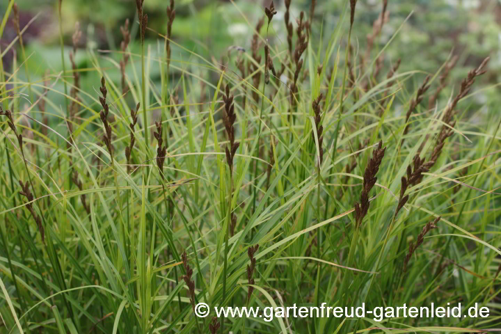 Carex muskingumensis (Palmwedel-Segge) – Samenstände