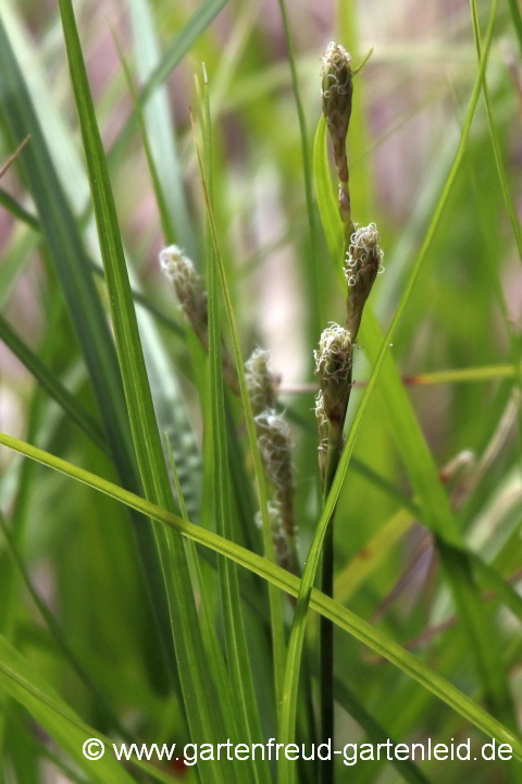 Carex muskingumensis (Palmwedel-Segge) – weibliche Blüten