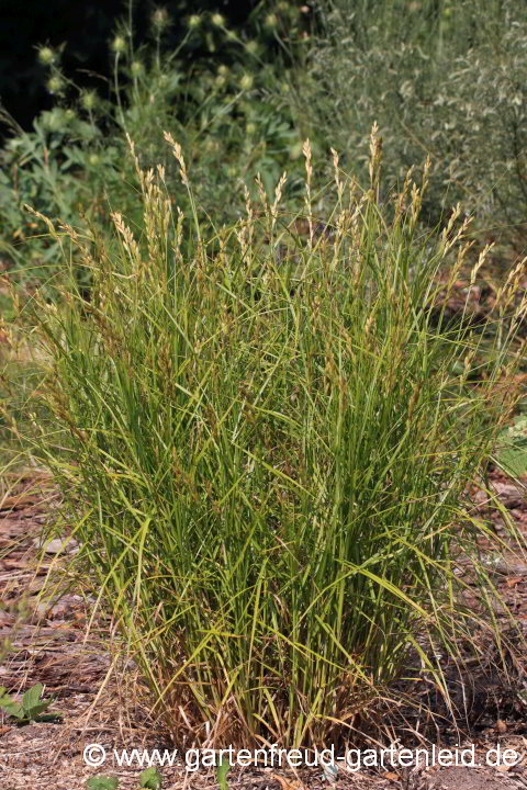 Carex muskingumensis – Palmwedel-Segge