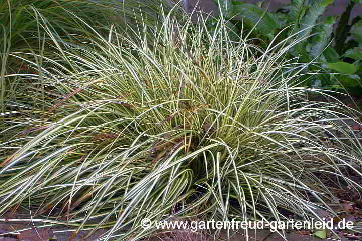 Carex ornithopoda 'Variegata' – Weiß-grüne Vogelfuß-Segge