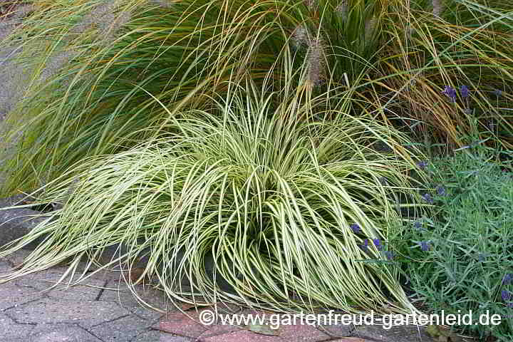 Carex ornithopoda 'Variegata' – Weiß-grüne Vogelfuß-Segge