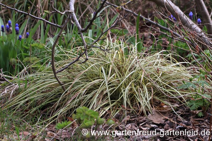 Carex oshimensis 'Evergold' &ndash; Japan-Segge