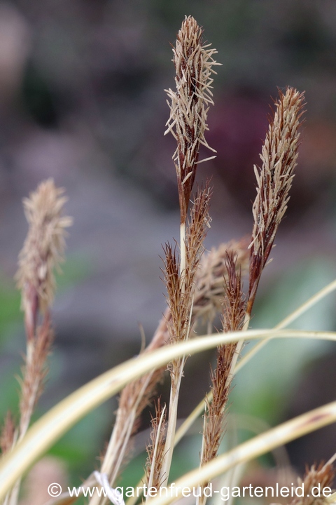 Carex oshimensis 'Evergold' – Japan-Segge, Blüten Carex oshimensis 'Evergold' – Japan-Segge, Blüten