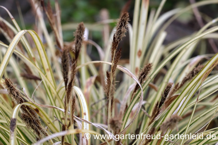 Carex oshimensis 'Evergold' &ndash; Japan-Segge, Bl&uuml;tenst&auml;nde