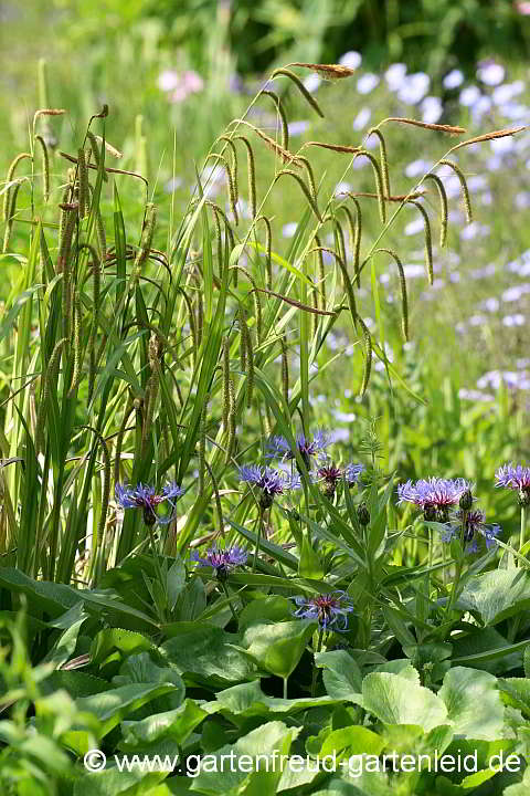 Carex pendula – Hänge-Segge, Riesen-Segge