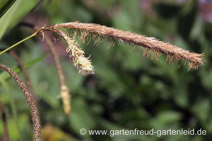 Carex pendula (Hänge-Segge, Riesen-Segge) – Blütenstand