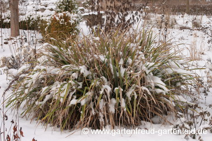 Carex pendula – Hänge-Segge, Riesen-Segge