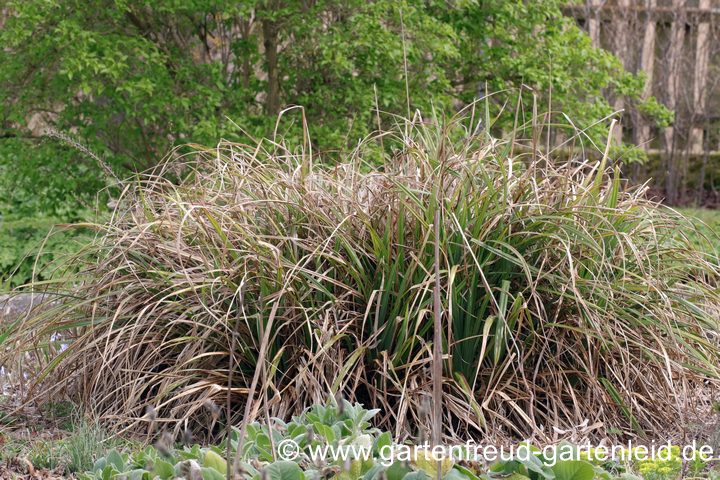 Carex pendula (Hänge-Segge, Riesen-Segge) – Winterschäden Carex pendula (Hänge-Segge, Riesen-Segge) – Winterschäden