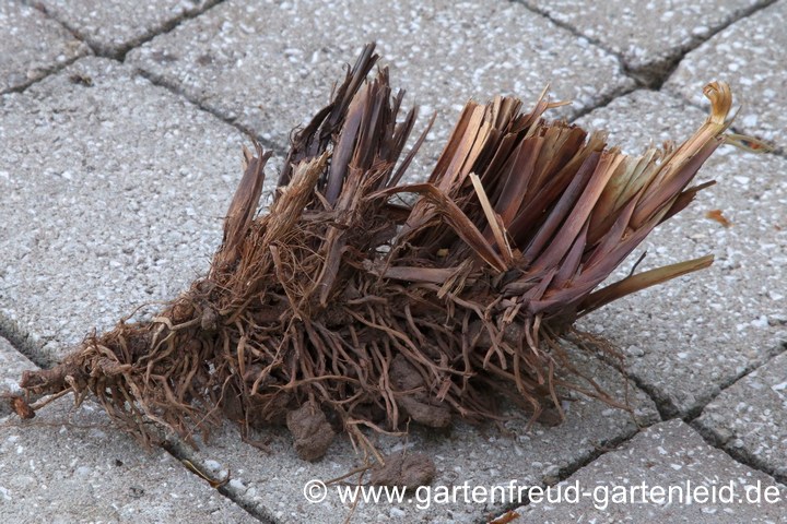 Carex pendula (Hänge-Segge, Riesen-Segge) – Teil des Wurzelstocks Carex pendula (Hänge-Segge, Riesen-Segge) – Teil des Wurzelstocks