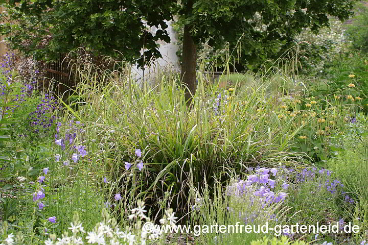 Carex pendula – Hänge-Segge, Riesen-Segge