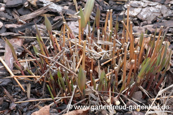 Chasmanthium latifolium (Plattährengras) – Austrieb