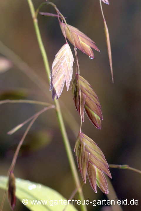 Chasmanthium latifolium (Plattährengras) – Ähren