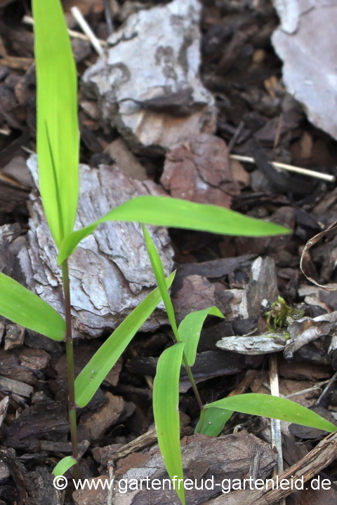 Chasmanthium latifolium (Plattährengras) – Sämlinge