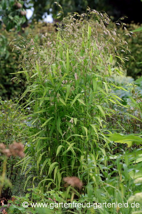 Chasmanthium latifolium – Plattährengras