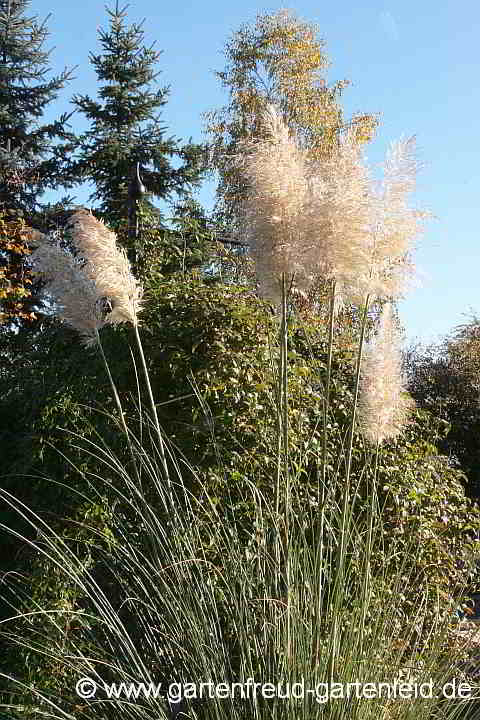 Cortaderia selloana – Pampasgras