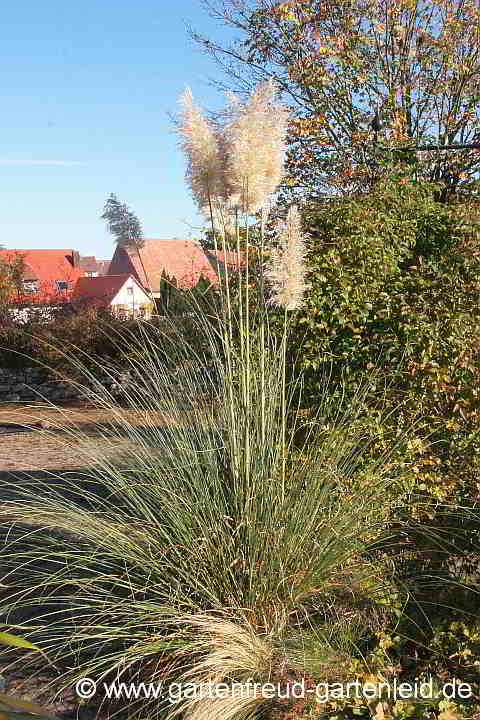 Cortaderia selloana – Pampasgras