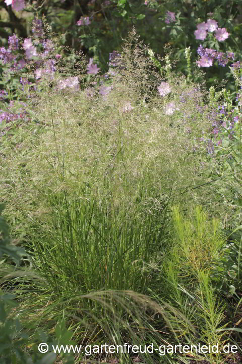 Deschampsia cespitosa 'Palava' – Rasen-Schmiele