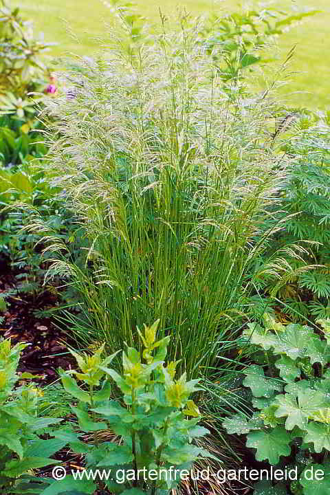 Deschampsia cespitosa – Rasen-Schmiele