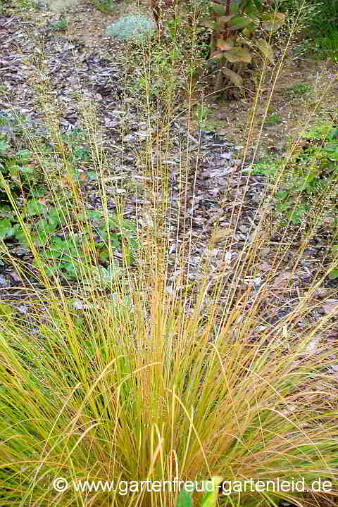 Deschampsia cespitosa – Rasen-Schmiele