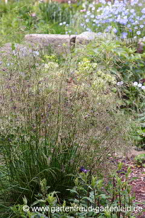 Deschampsia cespitosa – Rasen-Schmiele