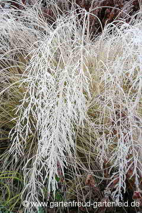 Eragrostis curvula mit Reif