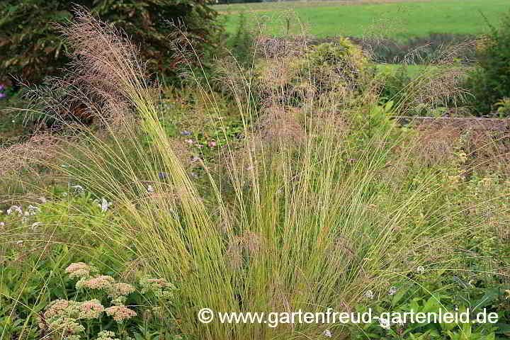 Eragrostis curvula – Afrikanisches Liebesgras