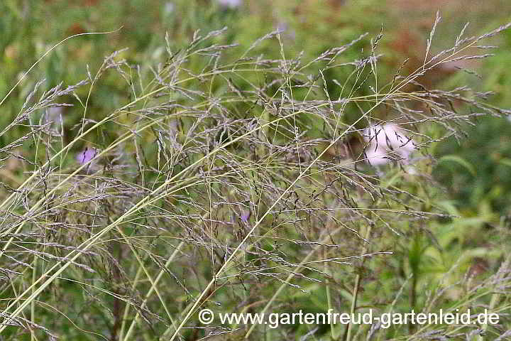 Eragrostis curvula – Afrikanisches Liebesgras