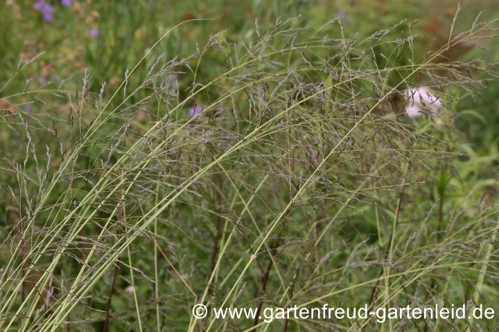 Eragrostis curvula &ndash; Afrikanisches Liebesgras