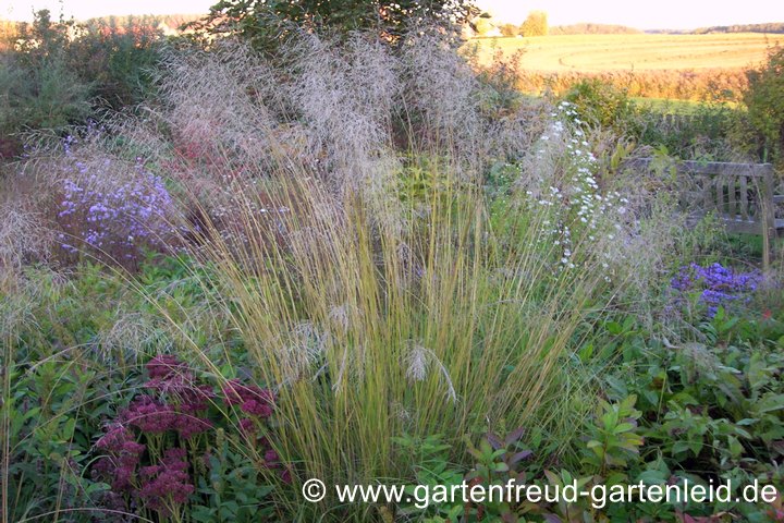 Eragrostis curvula – Afrikanisches Liebesgras im Frühherbst Eragrostis curvula – Afrikanisches Liebesgras im Frühherbst