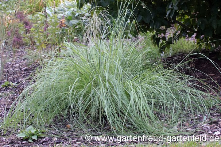 Eragrostis curvula &ndash; Afrikanisches Liebesgras