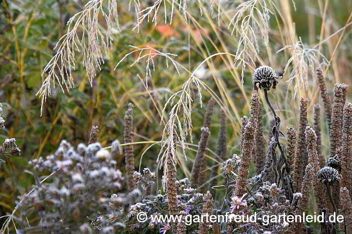 Eragrostis curvula – Afrikanisches Liebesgras