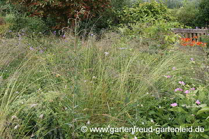 Eragrostis curvula – Afrikanisches Liebesgras