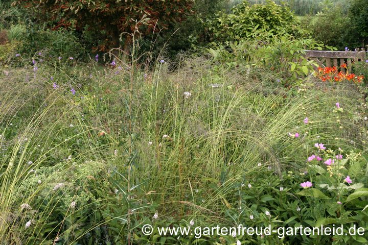 Eragrostis curvula – Afrikanisches Liebesgras Eragrostis curvula – Afrikanisches Liebesgras