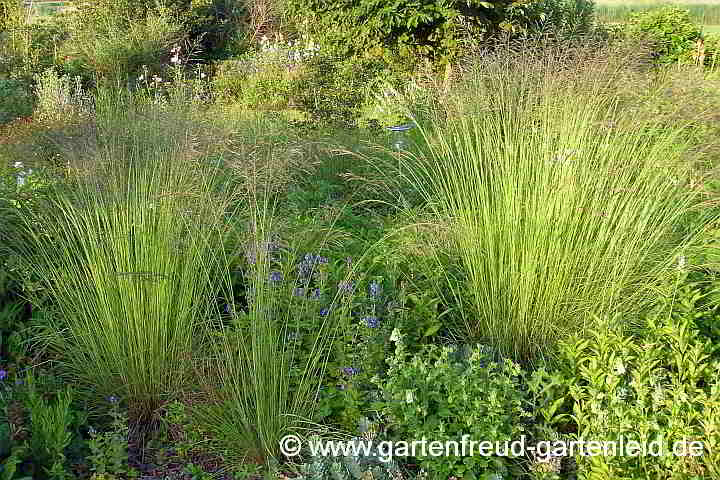 Eragrostis curvula – Afrikanisches Liebesgras