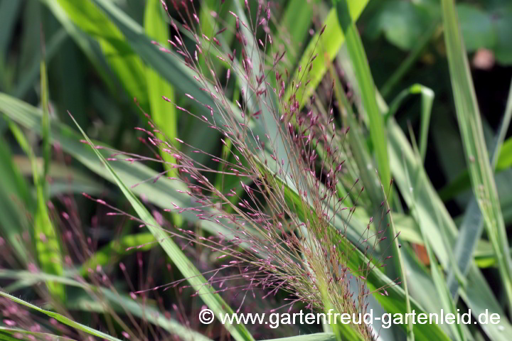 Eragrostis spectabilis (Purpur-Liebesgras) – Blütenstand