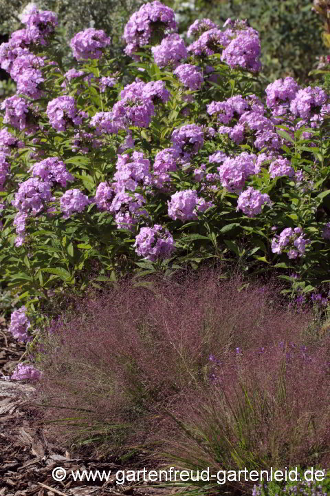 Eragrostis spectabilis (Purpur-Liebesgras) vor Phlox paniculata 'Prospero'