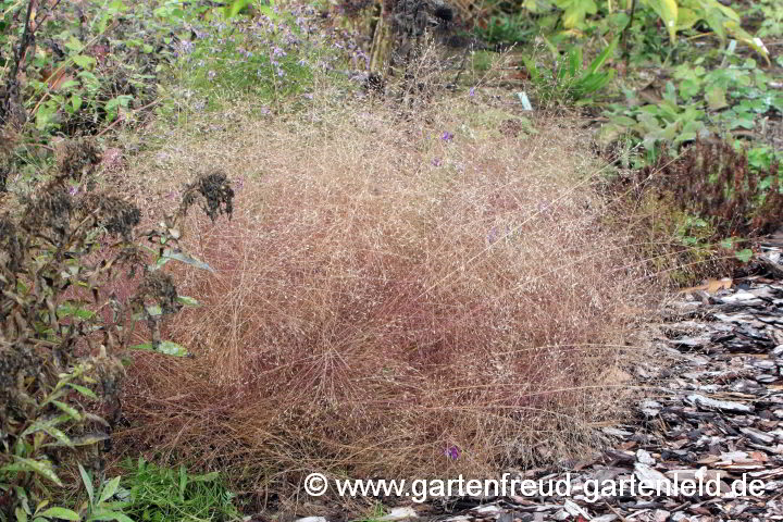 Eragrostis spectabilis (Purpur-Liebesgras) – verblüht
