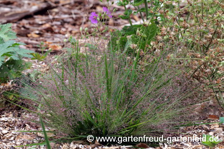 Eragrostis spectabilis (Purpur-Liebesgras) im Aufblühen