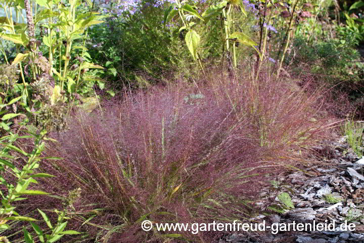 Eragrostis spectabilis – Purpur-Liebesgras