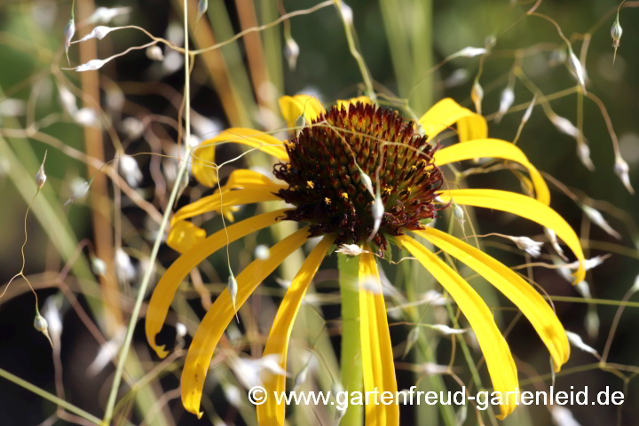 Eriocoma hymenoides und Echinacea paradoxa