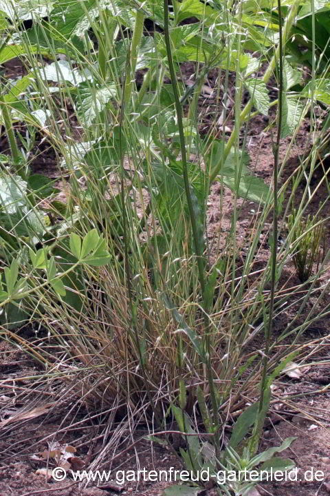 Eriocoma hymenoides – Indianisches Reisgras, Sand-Reisgras