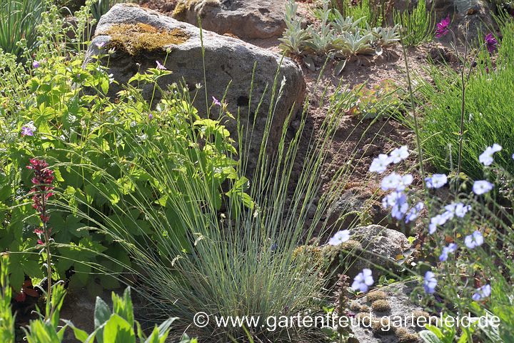 Festuca-Cinerea-Glauca-Gr. 'Eisvogel' – Blau-Schwingel