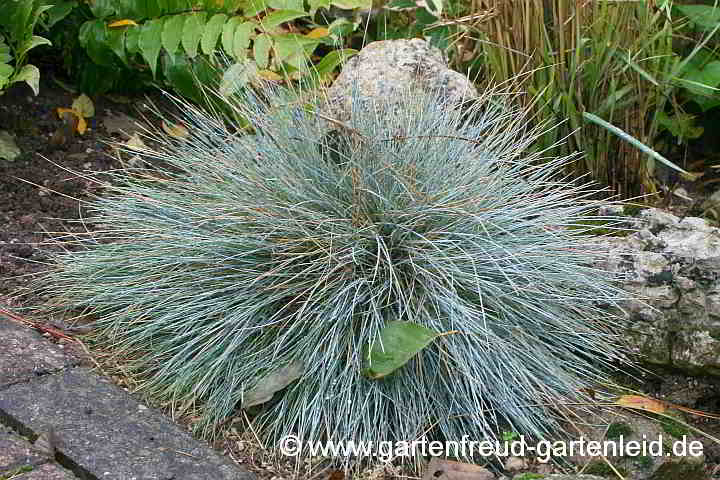 Festuca Cinerea-Glauca-Gruppe – Blau-Schwingel