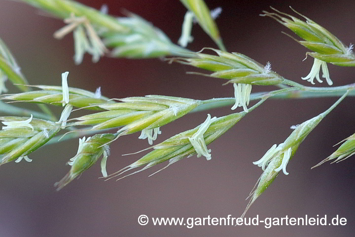 Festuca-Cinerea-Glauca-Gr. 'Eisvogel' – Blau-Schwingel, Blüten