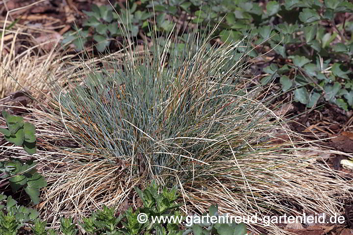 Festuca Cinerea-Glauca-Gr. 'Eisvogel' – Blau-Schwingel im Frühjahr