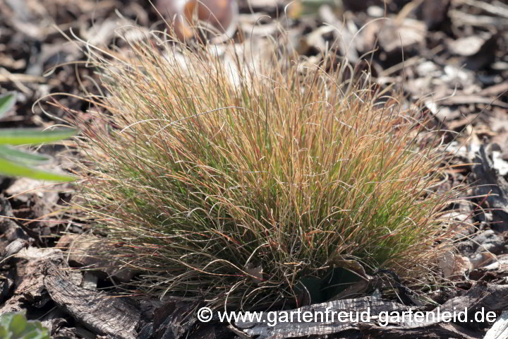 Festuca filiformis 'Walberla' – Austrieb